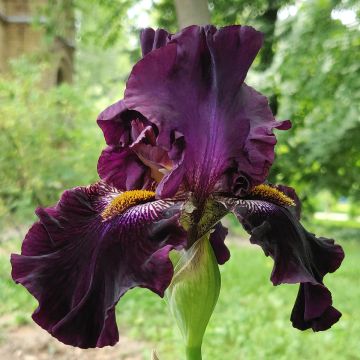 Iris germanica Dracula's Kiss - Baardiris