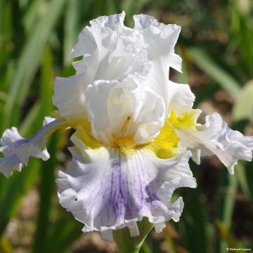 Iris germanica En Ebullition - Baardiris