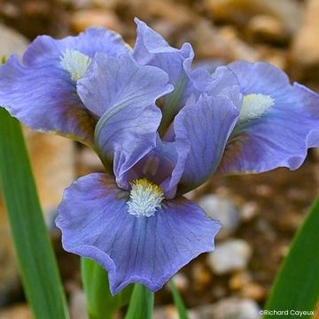 Iris germanica Fib - Baardiris