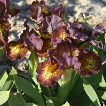 Iris germanica Firestorm - Baardiris Lilliput