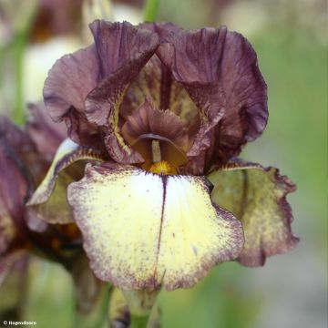 Iris germanica Flamenco - Burgundy Brown - Baardiris