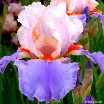 Iris germanica French-Cancan - Baardiris