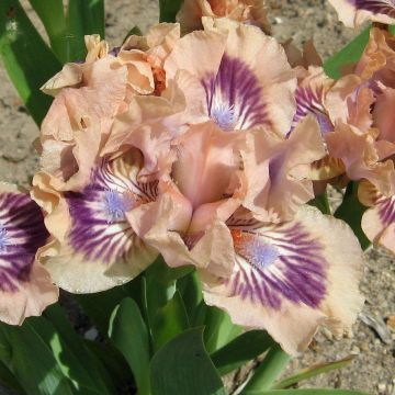 Iris germanica Frisk Me - Baardiris Lilliput
