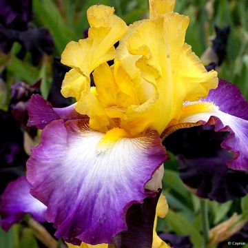Iris germanica Gérard Brière - Baardiris