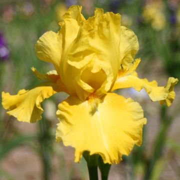 Iris germanica Grand Canari - Baardiris