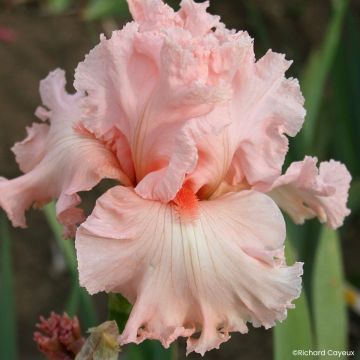 Iris germanica Happenstance - Baardiris