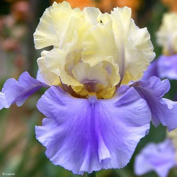 Iris germanica Haut les Voiles - Baardiris