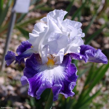 Iris germanica Haute Savoie - Baardiris