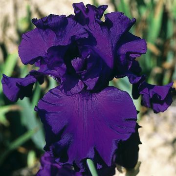 Iris germanica High Stakes - Baardiris