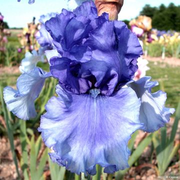 Iris germanica nica Honky Tonk Blues - Baardiris