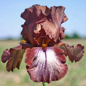 Iris germanica Huckleberry Fudge - Baardiris