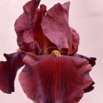 Iris germanica Inferno - Baardiris