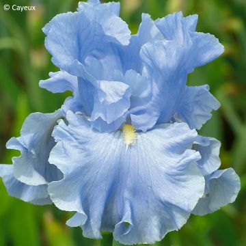 Iris germanica Into the Blue - Baardiris
