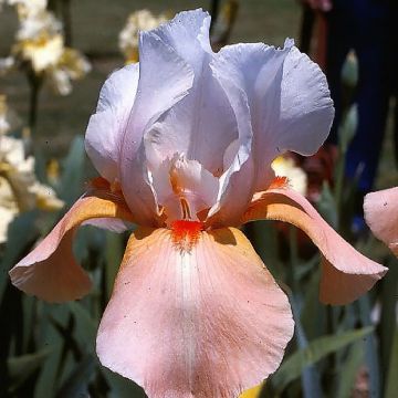 Iris germanica Invitation - Baardiris