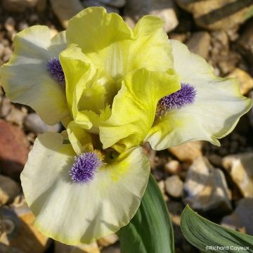 Iris germanica Island Sun - Baardiris Lilliput
