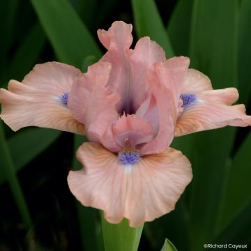 Iris germanica It's Amazing - Baardiris Lilliput