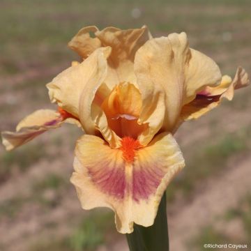 Iris germanica Jive - Baardiris Lilliput
