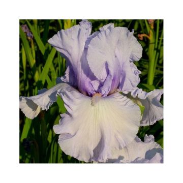 Iris germanica La part des Anges - Baardiris
