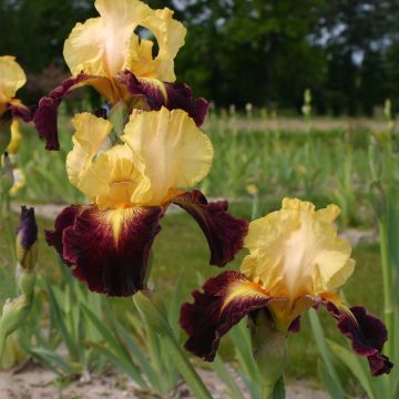 Iris germanica Let's Boogie - Baardiris