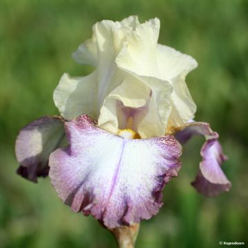 Iris germanica Lucky Locket - Baardiris