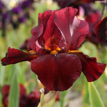 Iris germanica Man from Rio - Baardiris