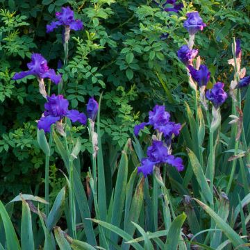 Iris germanica Mer du Sud - Baardiris