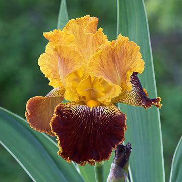Iris germanica Michigan Pride - Baardiris