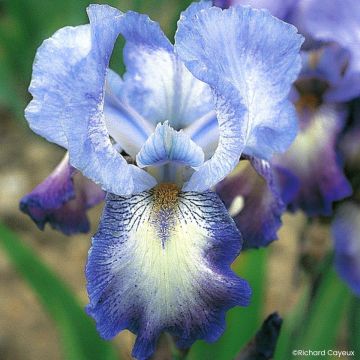 Iris germanica Mistigri - Baardiris