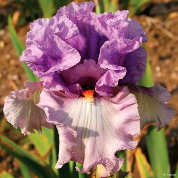 Iris germanica Modern Woman - Baardiris