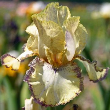 Iris germanica Ominous Stranger - Baardiris
