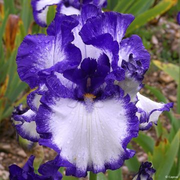 Iris germanica On The Move - Baardiris