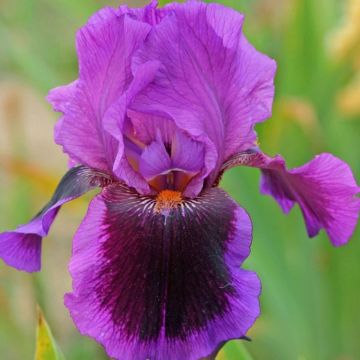 Iris germanica Pagan Dance - Baardiris
