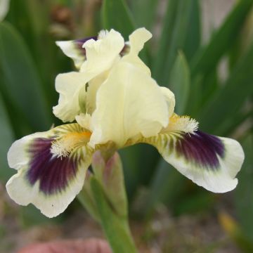 Iris germanica Petit Bijou - Baardiris Lilliput
