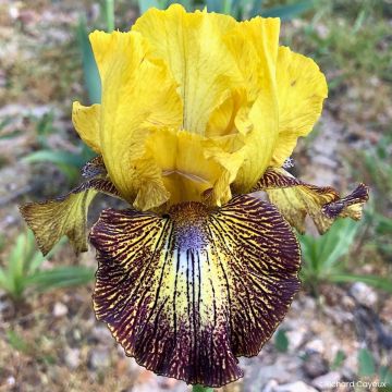 Iris germanica Petit Tigre - Baardiris