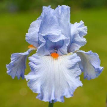 Iris germanica rincesse Caroline de Monaco - Baardiris