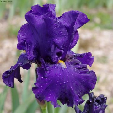 Iris germanica Profond Soupir - Baardiris