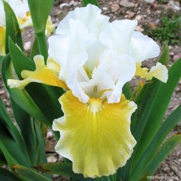 Iris germanica Protocol - Baardiris