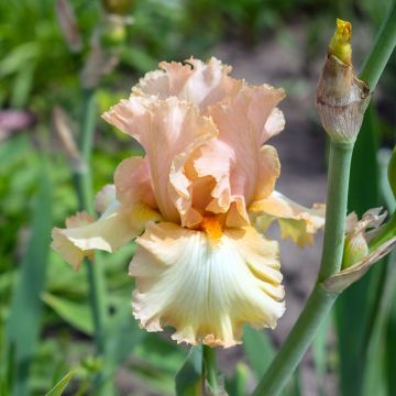 Iris germanica Qualified - Baardiris