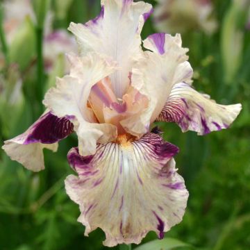 Iris germanica Raspberry Silk - Baardiris