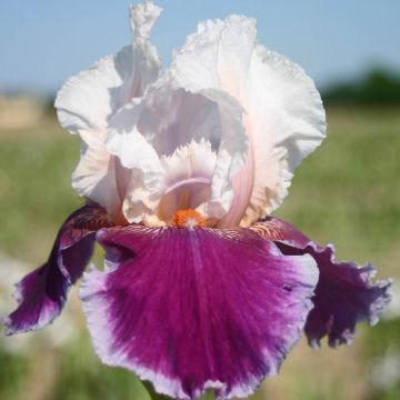 Iris germanica Ringo - Baardiris