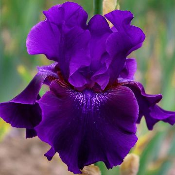 Iris germanica Rosalie Figge - Baardiris