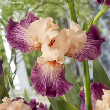 Iris germanica Rose de Perse - Baardiris roze
