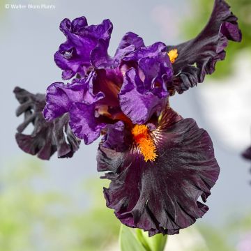 Iris germanica Sharp Dressed Man - Baardiris