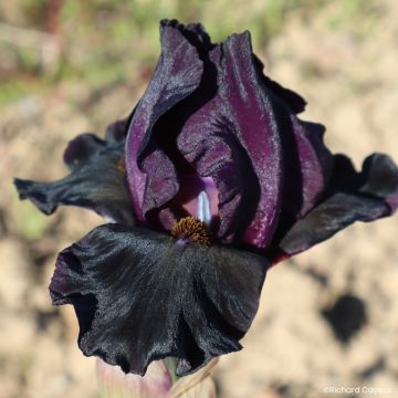 Iris germanica Sinister Desire - Baardiris