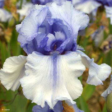 Iris germanica Sovereign Crown - Baardiris
