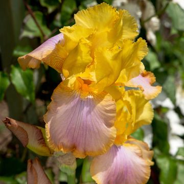 Iris germanica Sunset Sky - Baardiris