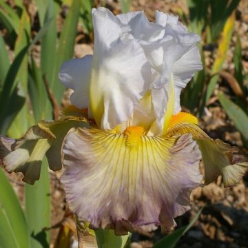 Iris germanica Sur la plage - Baardiris