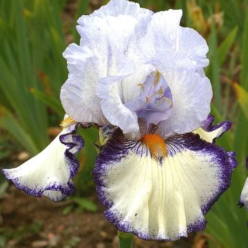 Iris germanica Urluberlu - Baardiris