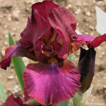 Iris germanica Wrangler - Baardiris