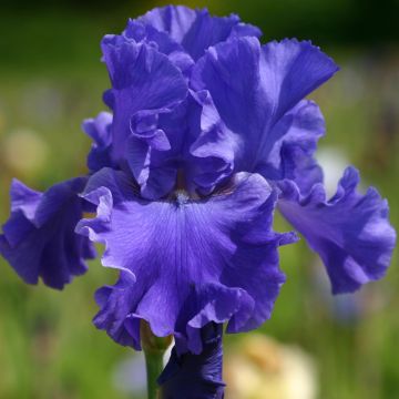 Iris germanica Yaquina Blue - Baardiris